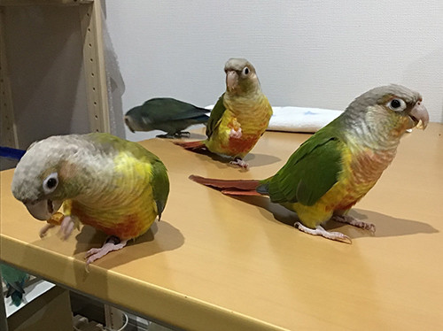 可愛いウロコインコ姉妹 Mill Birds