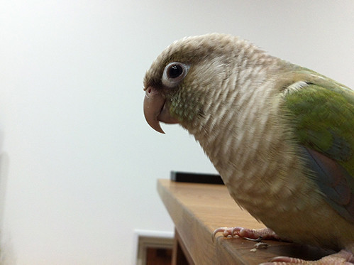 インコの飼育 Mill Birds インコの飼育 Mill Birds