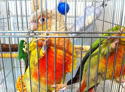 ウロコインコは玩具が好きすぎて困る Mill Birds