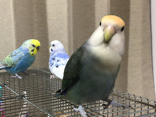 コザクラインコの正面顔 Mill Birds