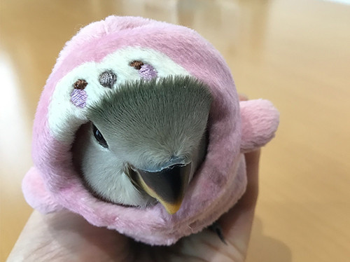 指 植物学 上向き インコ 服 Rayo70 Org