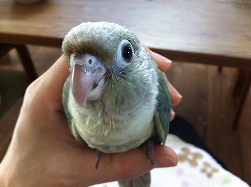 みんな大好きなものは同じ Mill Birds みんな大好きなものは同じ Mill Birds