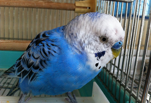 食べて寝るだけシンプルライフ Mill Birds 食べて寝るだけシンプルライフ Mill Birds