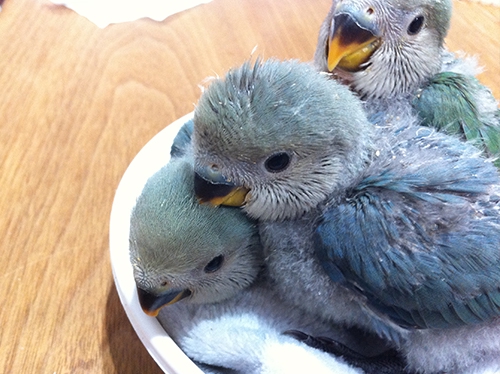 コザクラインコは成長中 里親様募集中 Mill Birds