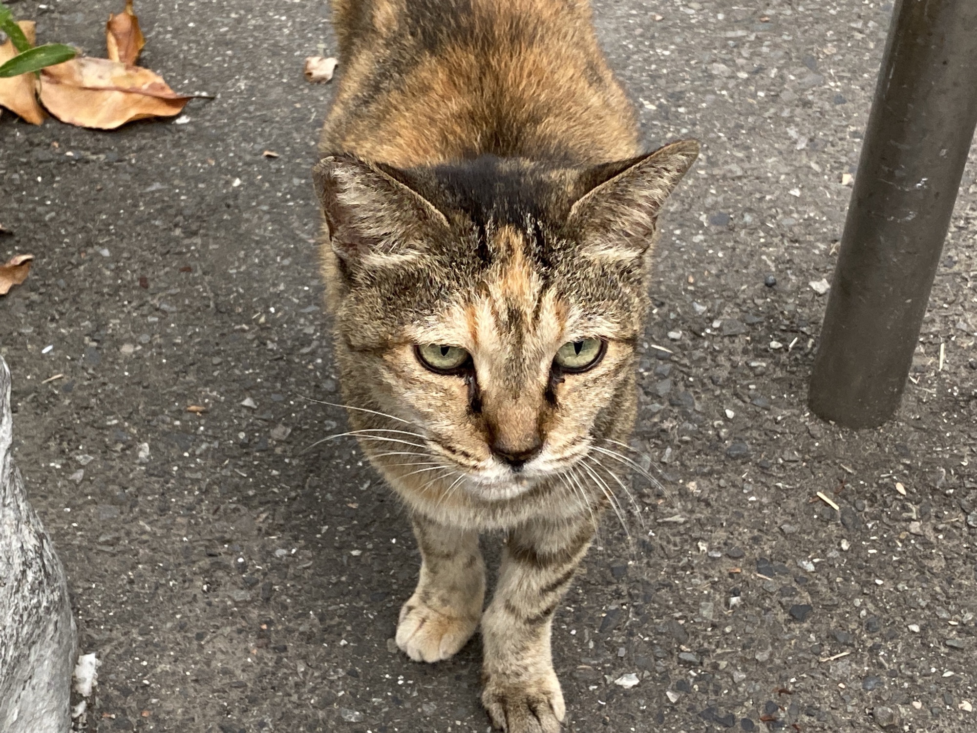 看取り保護猫になりました  かごしま個人ボラ冬桜の猫活な日々