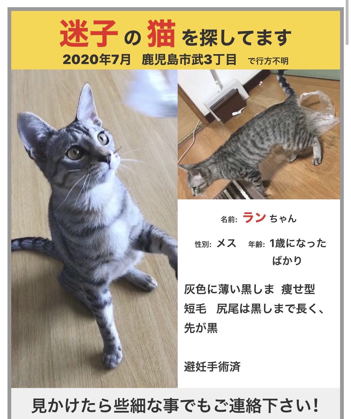 迷い猫を保護＆探しています❣️  かごしま個人ボラ冬桜の猫活な日々