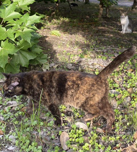 シッポ切断猫美琴ちゃん かごしま個人ボラ冬桜の猫活な日々