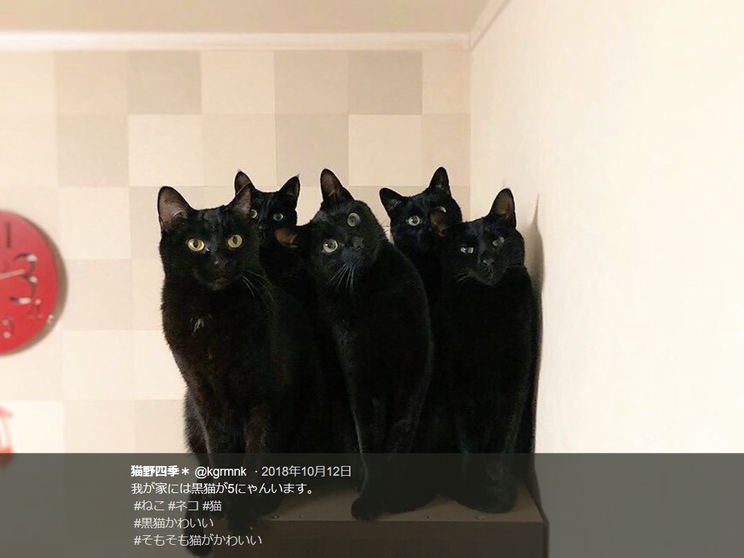 重大 雨 ドット 黒 猫 画像 かわいい Wrpaintinginc Net