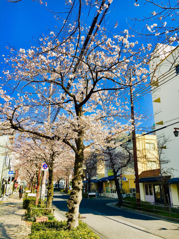 芦屋 茶屋之町 桜並木通り 4月3日 Cafe Dd