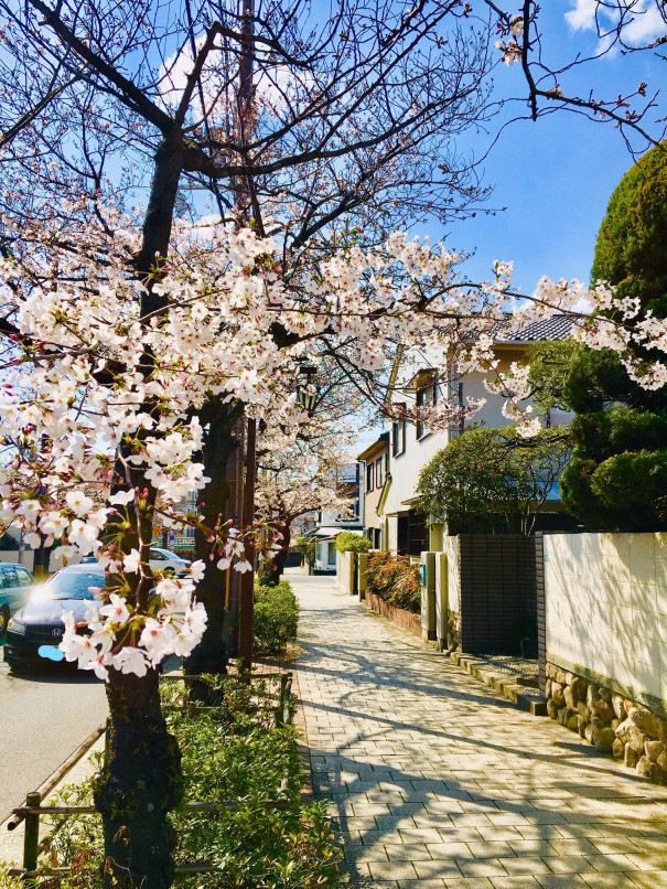 芦屋 茶屋之町 桜並木通り 4月3日 Cafe Dd