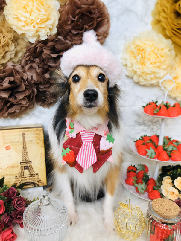 2月のフォトブース Dogsalon Cheleur