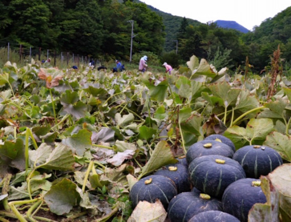 カボチャの収穫 遠軽町農業担い手対策協議会