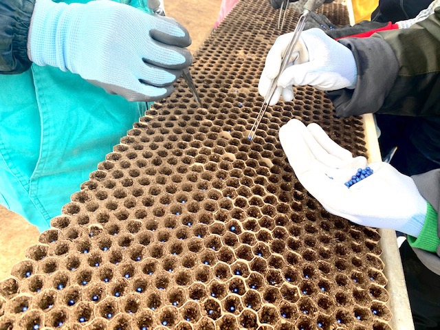 ビートポット作りセット