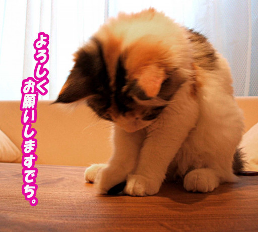 ご寄付など Cat Cafe Cateriam