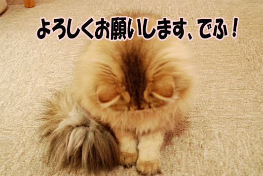 info | cat cafe Cateriam