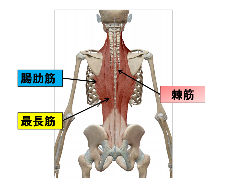 国民病とも言われてる えにし整骨院ホームページ