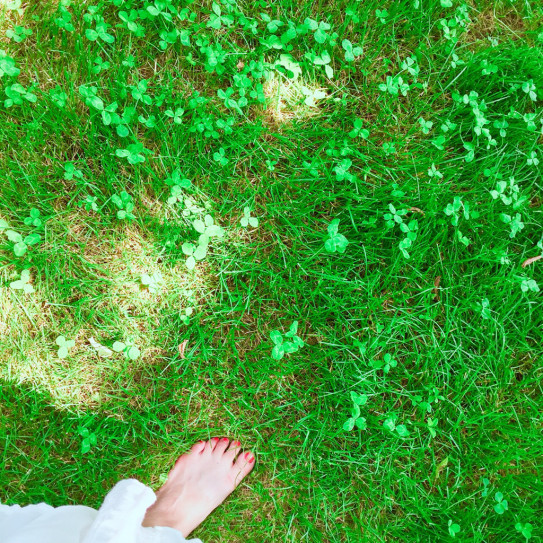 今月の香り まっさらな緑のなかの香り 調香師 優香