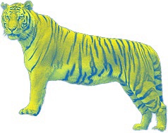 虎は、黄色