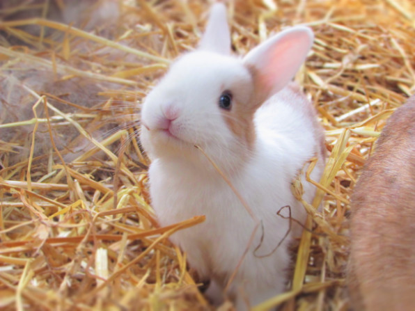 動物の販売 貸出について ハイジ牧場