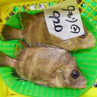 鳥取県沿岸部 名物珍魚ババアを食す 美味しいもの食べたい In中国山陰