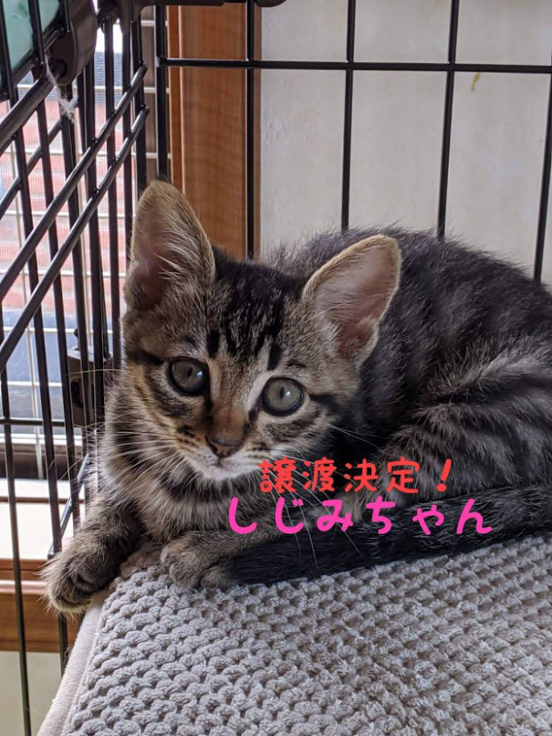 しじみちゃん さくらちゃん 保護ねこ ピリカ