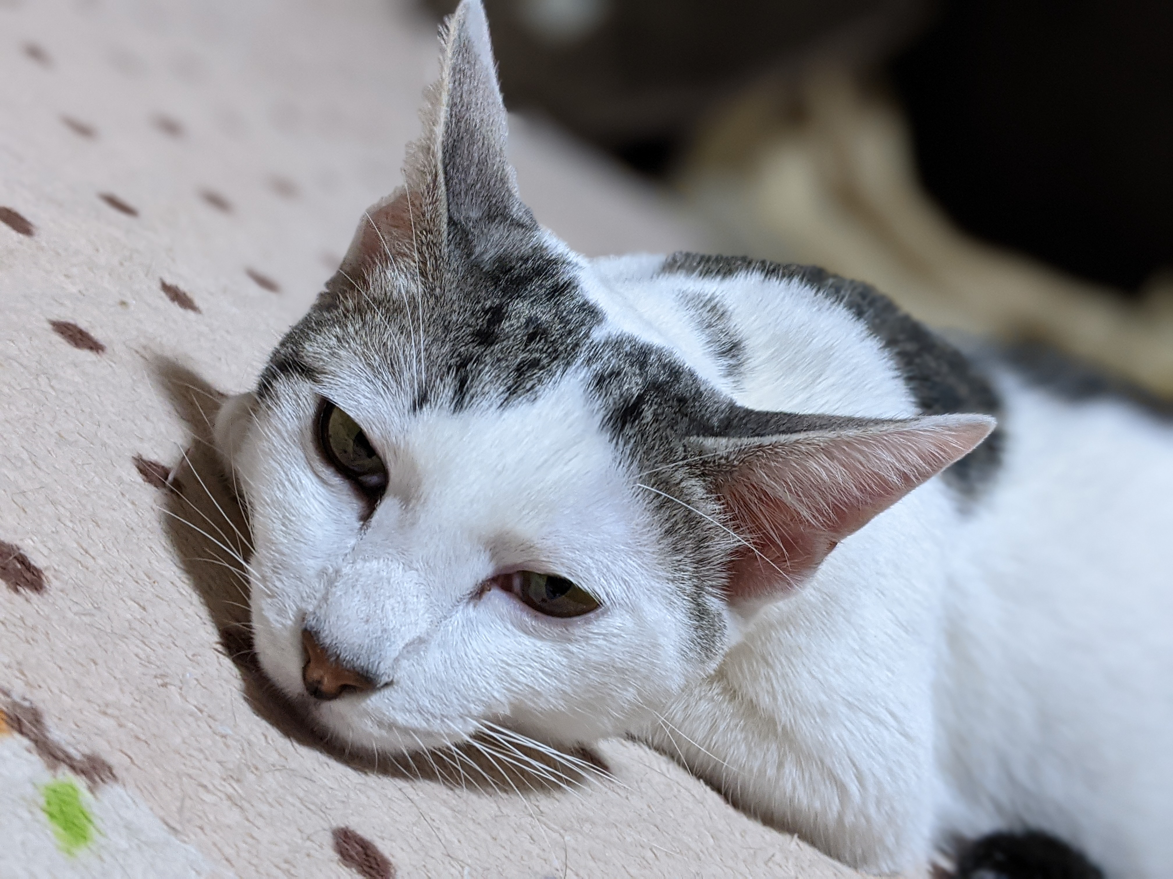 白血病キャリアの猫達へのご支援のお願い 保護ねこ ピリカ