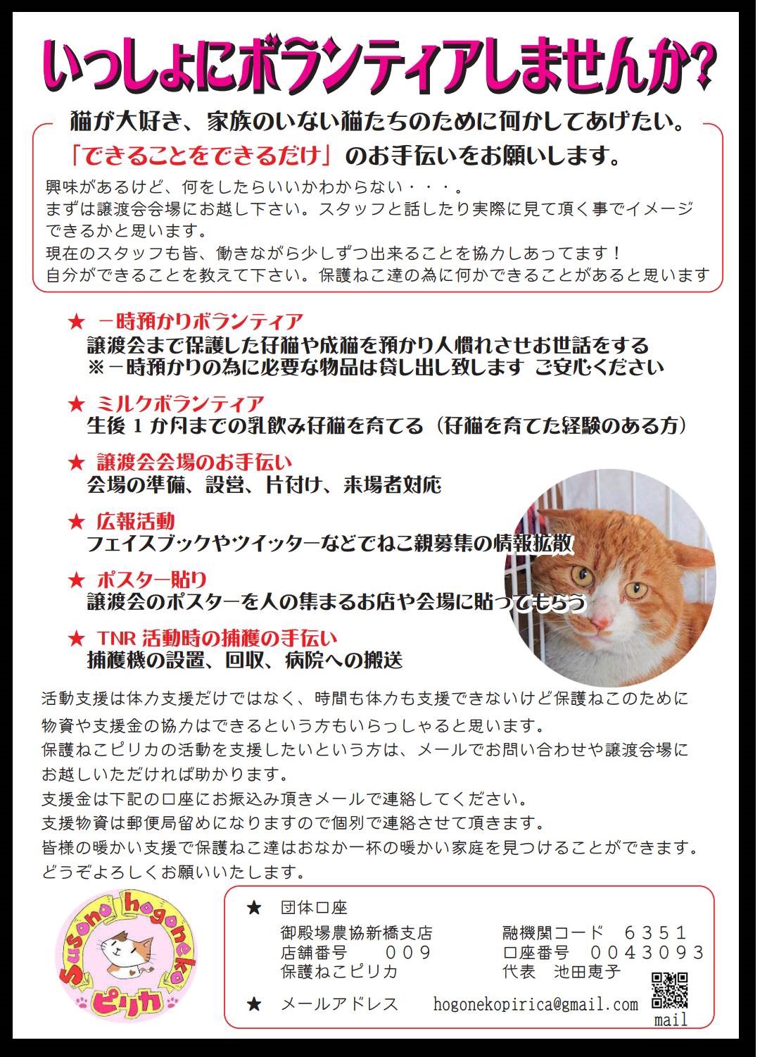 ボランティア募集  保護ねこ ピリカ