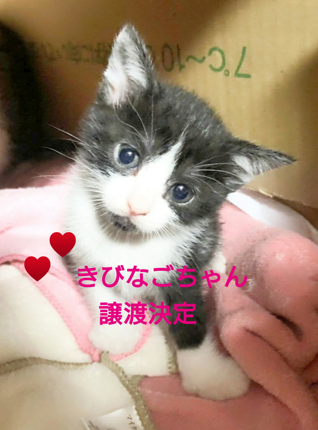 きびなごちゃん→チョコちゃん 保護ねこ ピリカ