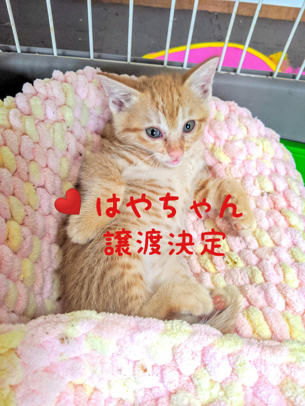はやちゃん きなこちゃん 保護ねこ ピリカ はやちゃん きなこちゃん 保護ねこ ピリカ