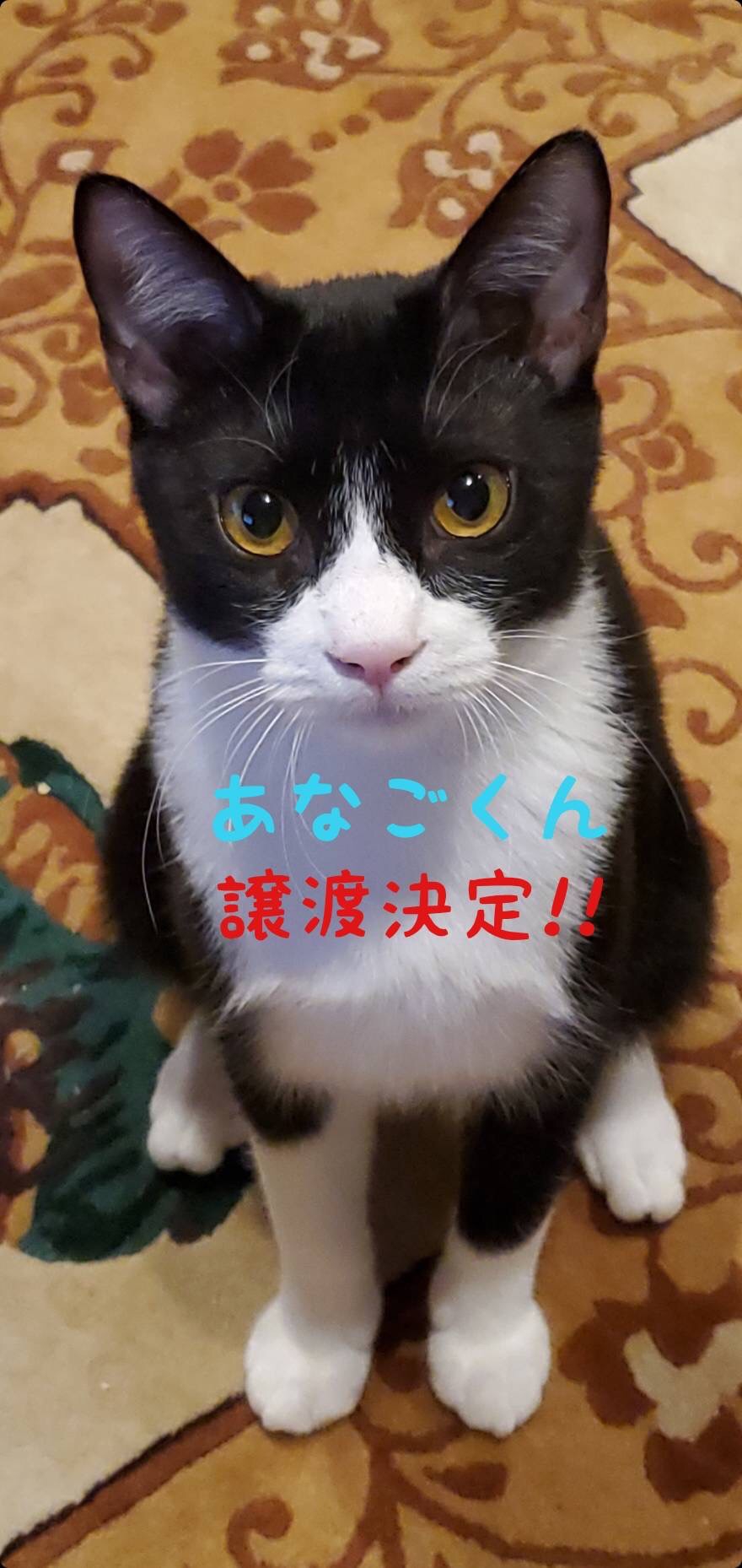 あなごくん 保護ねこ ピリカ