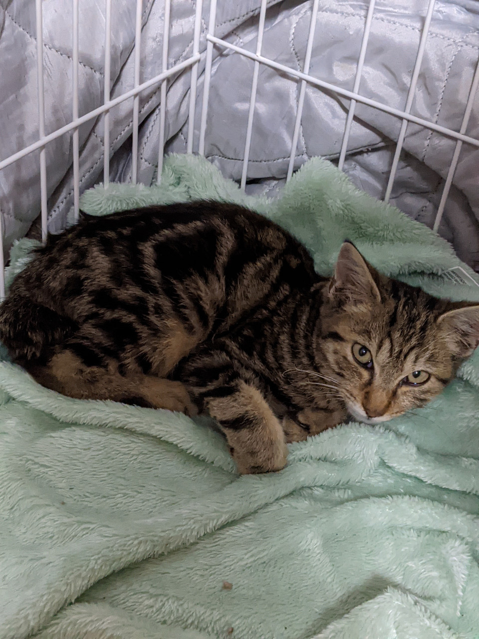 白血病キャリア 保護ねこ ピリカ