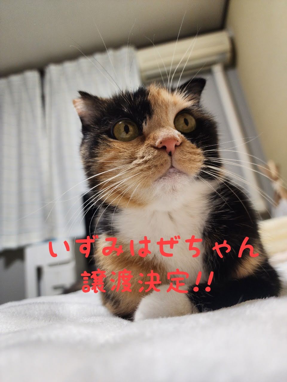 いずみはぜちゃん→アンジュちゃん | NPO法人 保護ねこ ピリカ