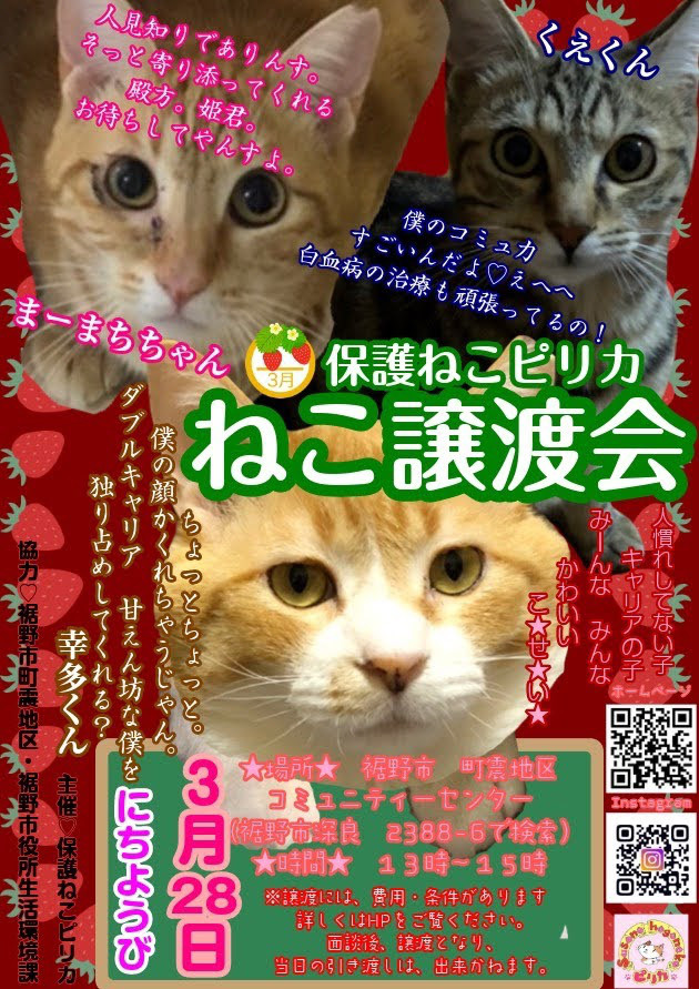 3 28譲渡会 保護ねこ ピリカ 3 28譲渡会 保護ねこ ピリカ