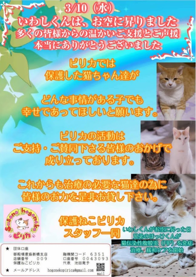 病気のねこ達へのご支援のお願い  保護ねこ ピリカ
