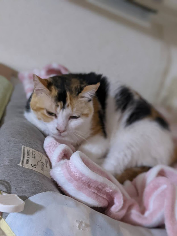 キャリア猫 保護ねこ ピリカ キャリア猫 保護ねこ ピリカ