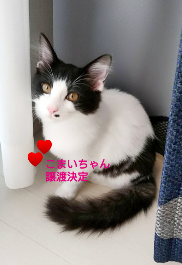 こまいちゃん こまちゃん 保護ねこ ピリカ