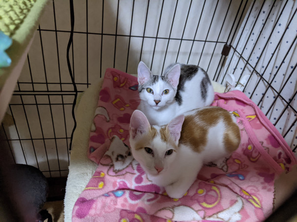 白血病キャリア 保護ねこ ピリカ