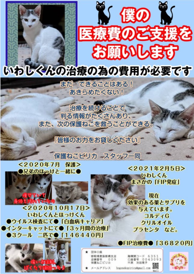 いわしの治療費のご支援のお願い  保護ねこ ピリカ