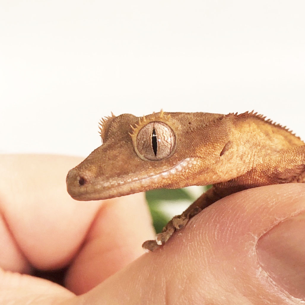 クレス 爬虫類専門店ヒステリックモンスターkenny