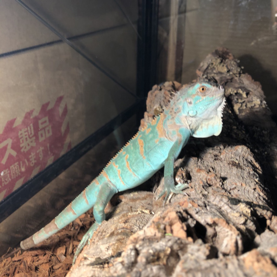 グリーンイグアナ 爬虫類専門店ヒステリックモンスターkenny