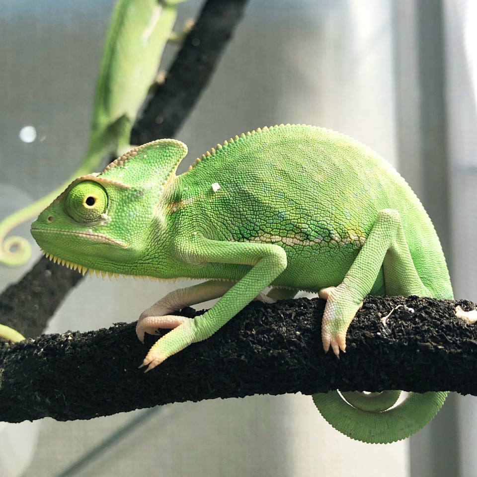 エボシカメレオン 爬虫類専門店ヒステリックモンスターkenny