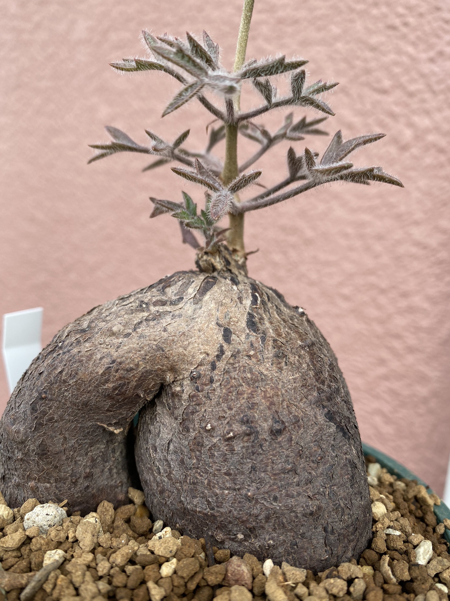 4890 「多肉植物」キフォステンマ モンタグナッキー 植え【発根未確認