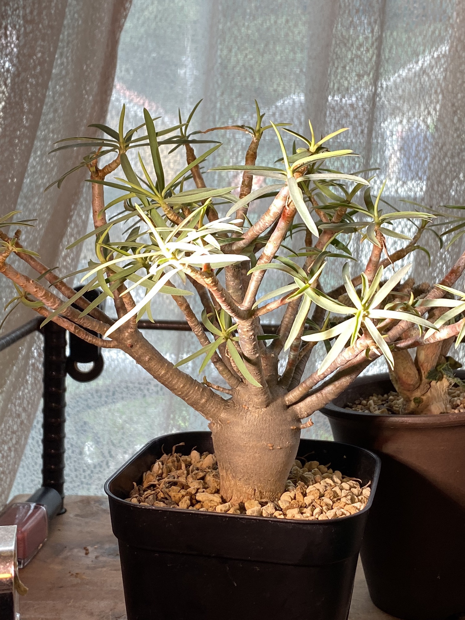 Euphorbia balsamifera | nobuecactus