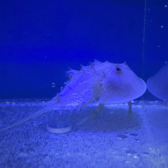 アメリカカブトガニ 葵熱帯魚