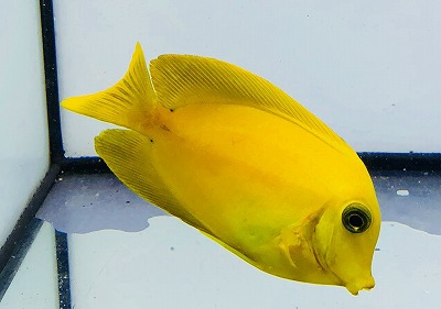 クログチニザ 黄色です 葵熱帯魚