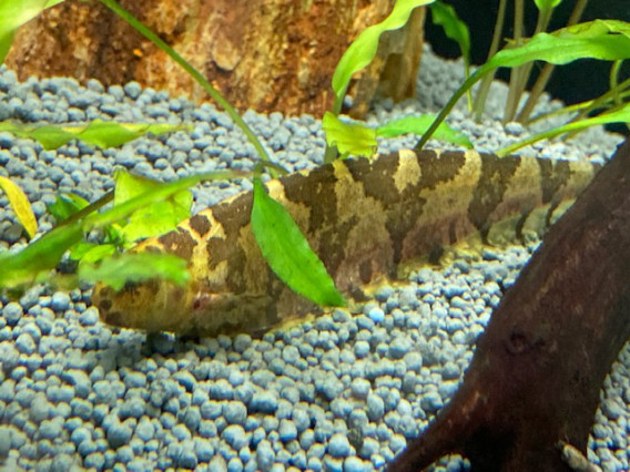 リーフナイフフイッシュ ペルー 葵熱帯魚 リーフナイフフイッシュ ペルー 葵熱帯魚