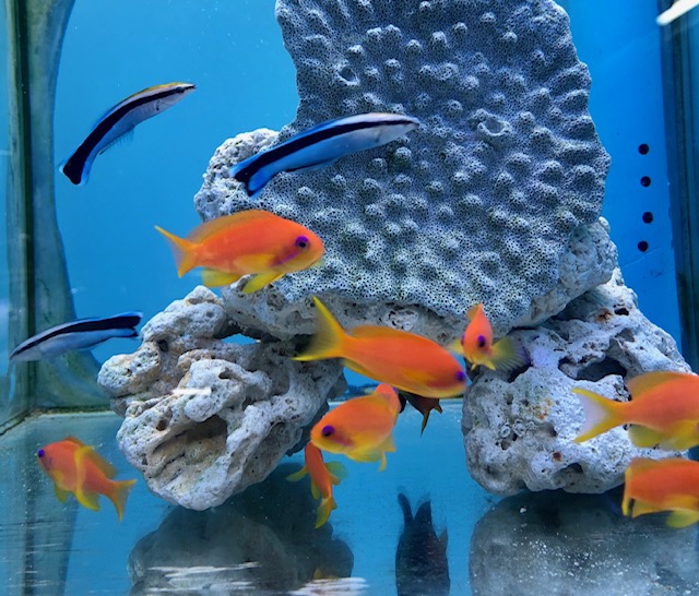 海水魚】インドキンギョハナダイ （5匹）4-6cm前後(サンプル画像