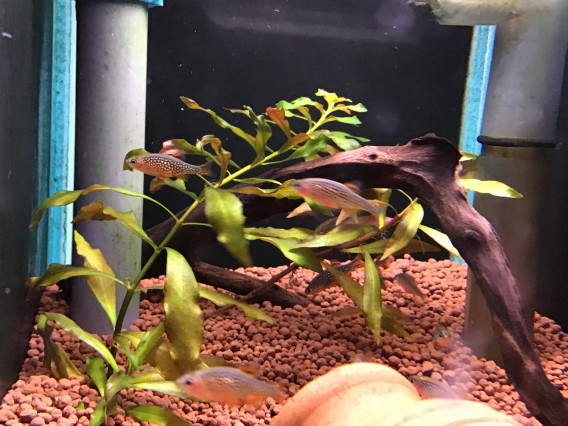 ハナビ 大き目 葵熱帯魚