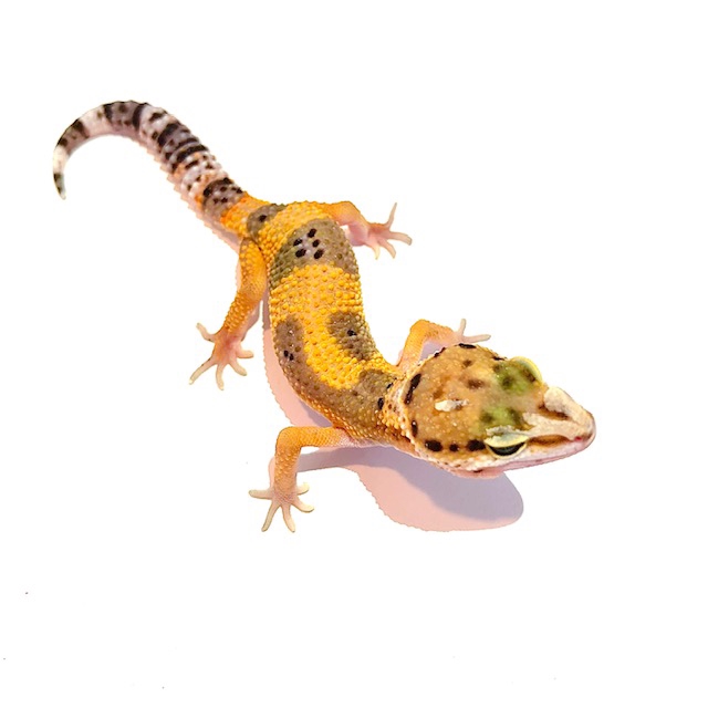 ヒョウモントカゲモドキ その弐 葵熱帯魚