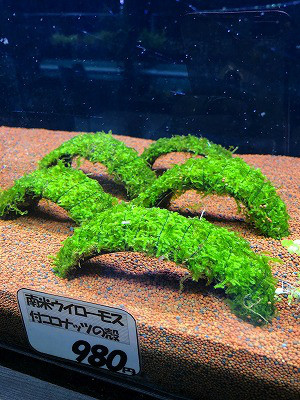 水草 葵熱帯魚 水草 葵熱帯魚